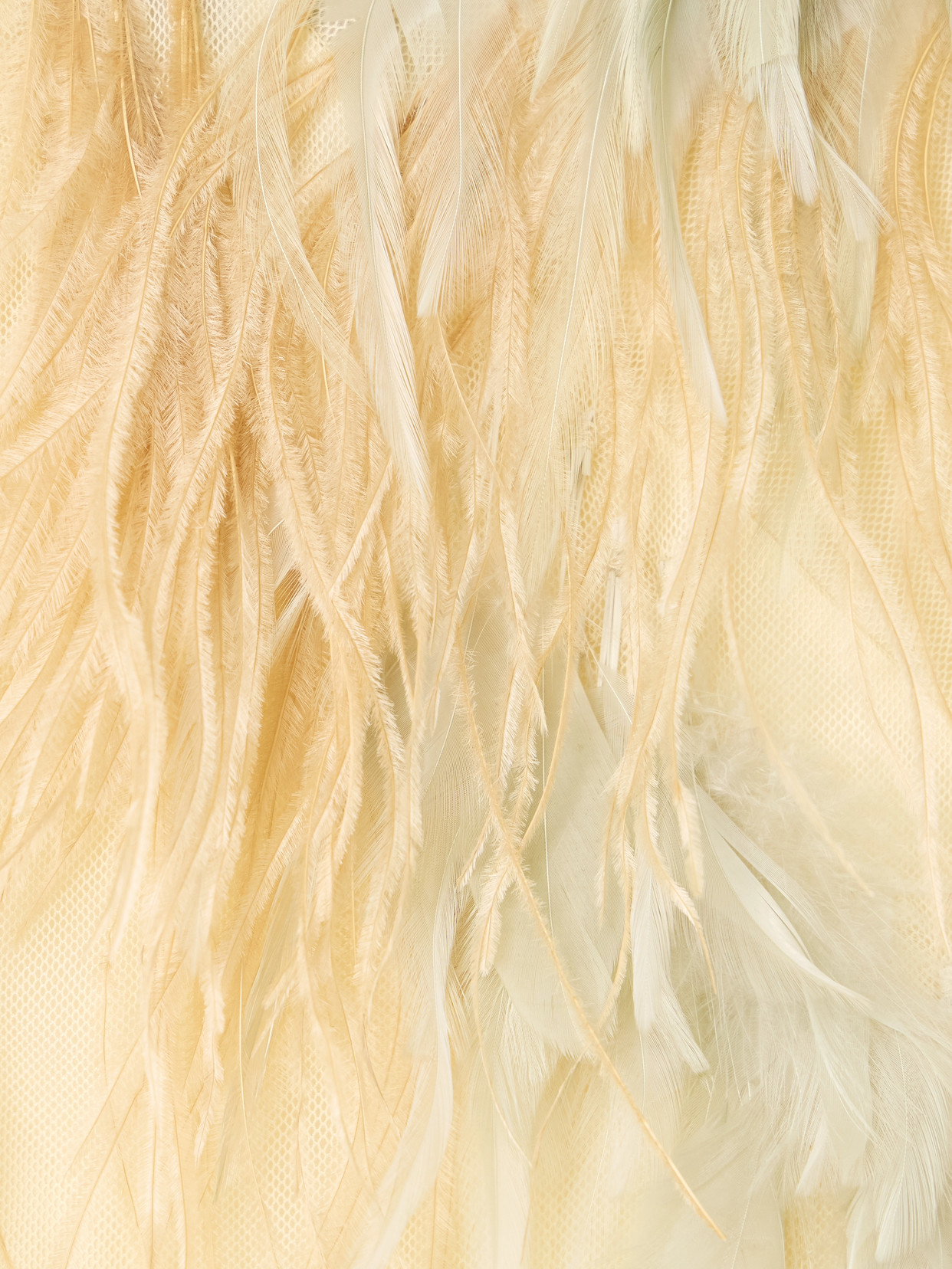 Sharon Wauchob Feather-trimmed Tulle And Satin Camisole In White